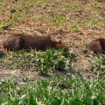 Lazy Capybaras on the road to Porto Jofre, the end of the Transpantaneira
